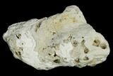 Agatized Fossil Coral Geode - Florida #188183-1